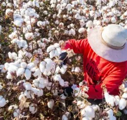 Coercive Labor in Xinjiang: Labor Transfer and the Mobilization of Ethnic Minorities to Pick Cotton